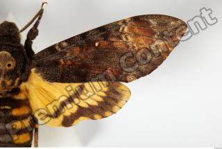 Death-head Hawkmoth - Acherontia atropos 0012